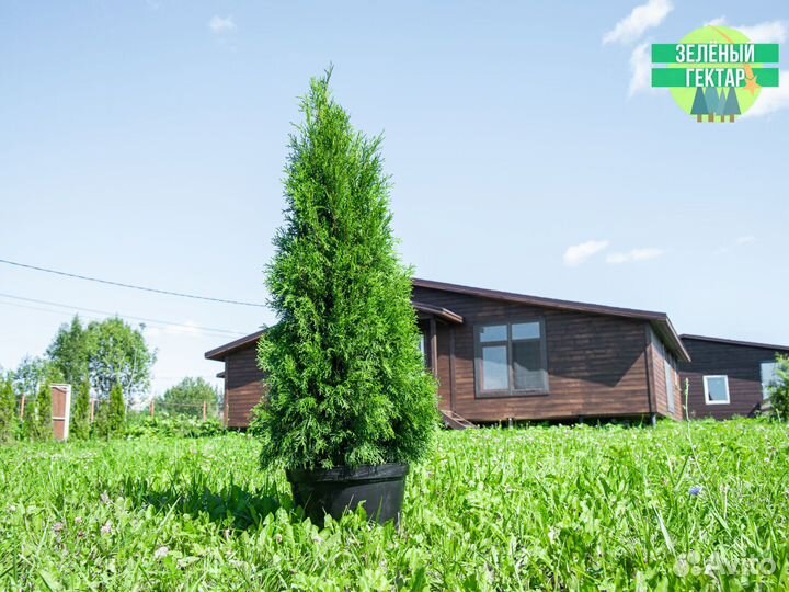 Туи смарагд 140 см свежая копка 2023