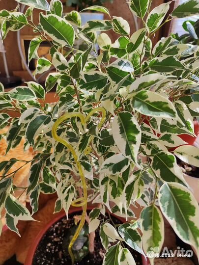 Фикус бенджамина твилайт