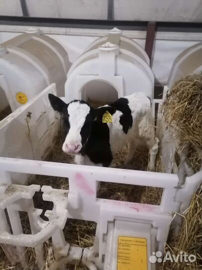 Телята бычки