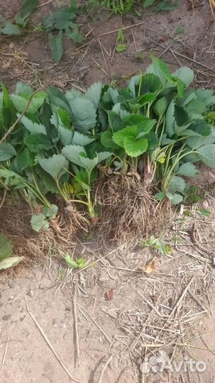 Рассада клубники азия