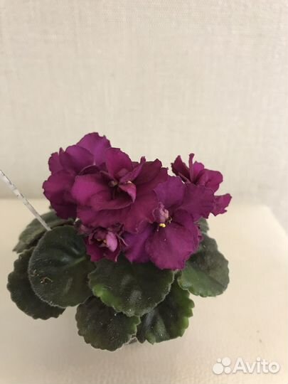 Фиалка мини