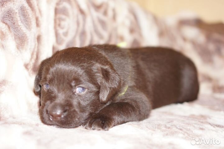 Щенки лабрадора