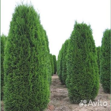 Пирамидальная туя