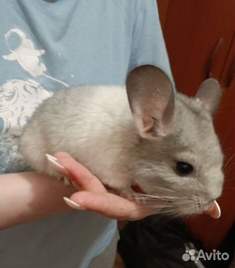 Шиншилла
