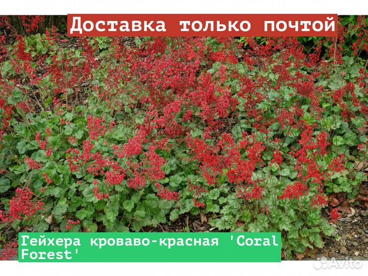 Гейхера кроваво-красная Coral Forest