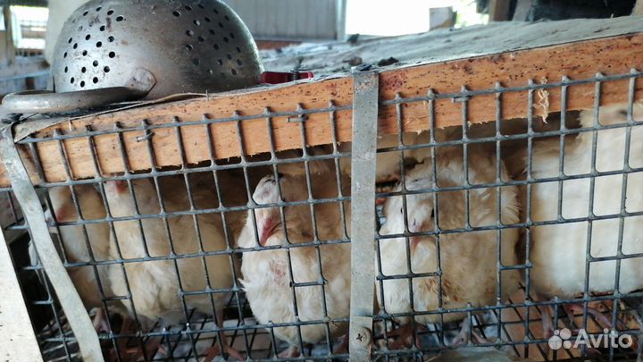 Перепелки несушки