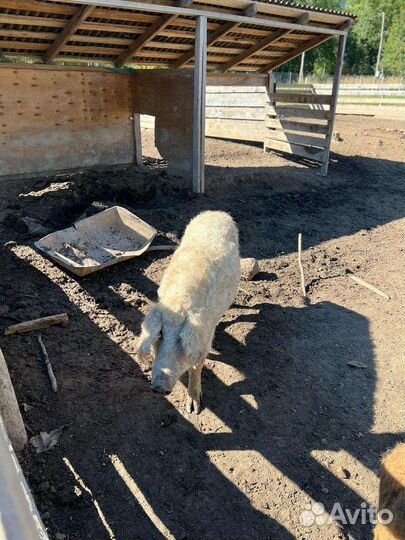 Венгерская мангалица