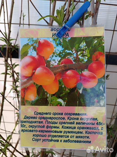 Саженцы абрикос