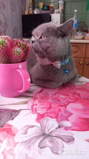 Вязка с британским котом