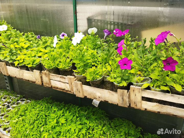 Рассада цветов и овощей