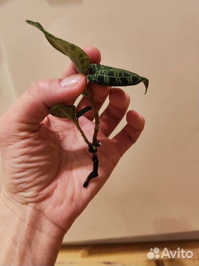 Отростки драгоценной орхидеи Маколей Петра jewel