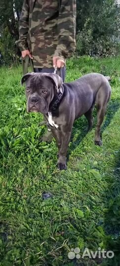 Собака кане корсо