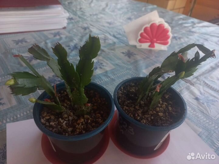 Декабрист, фикус каучконосный,крассула