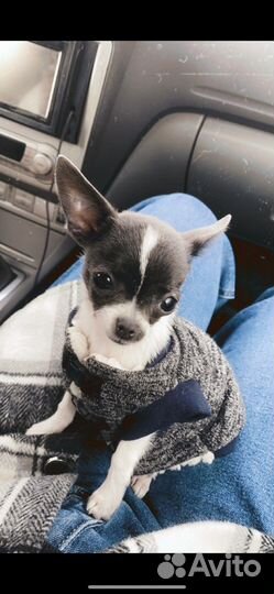 Одежда для собак