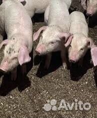 Порасята ландрас+крупная белая