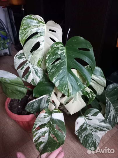 Монстера альба