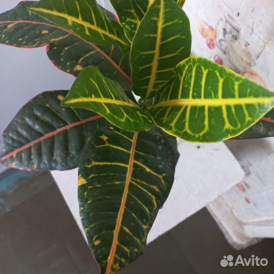 Кротон кодиум