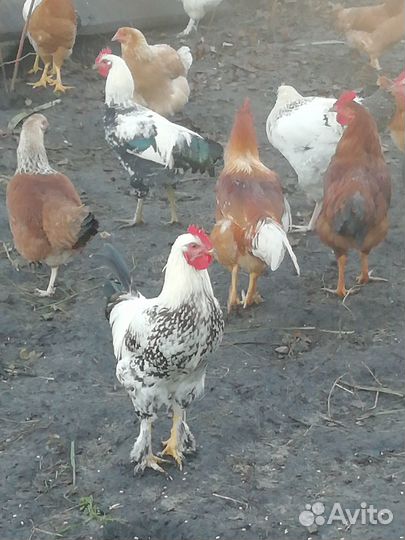 Петушки молодые