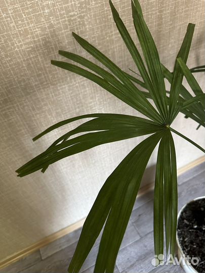 Пальма веерная, шикарная