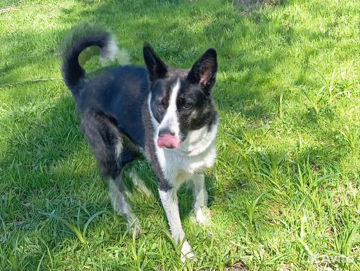 Щенок бордер -колли