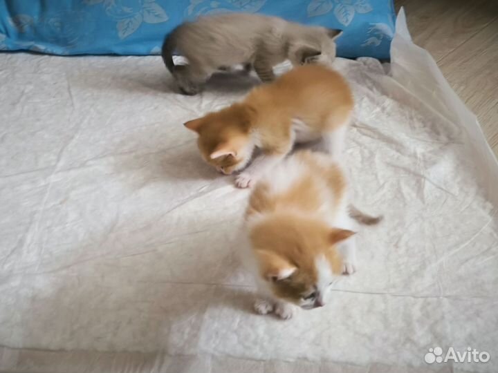 Котята. Два рыжих мальчика, дымчатая девочка