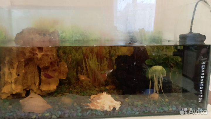 Аквариум со всем содержимым