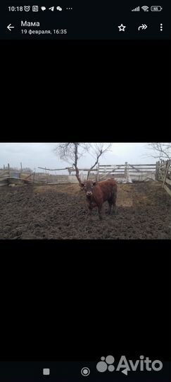 Бычки 1.5 годовалые Ростовская порода