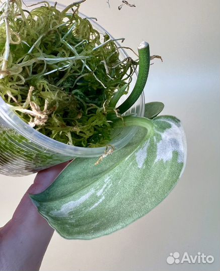 Сциндапсус mayari