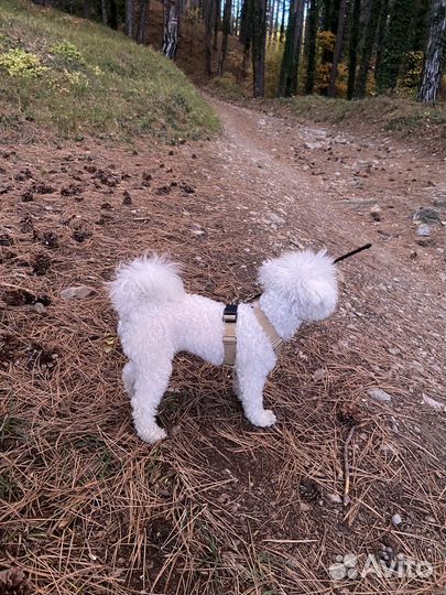 Шлейка для собаки