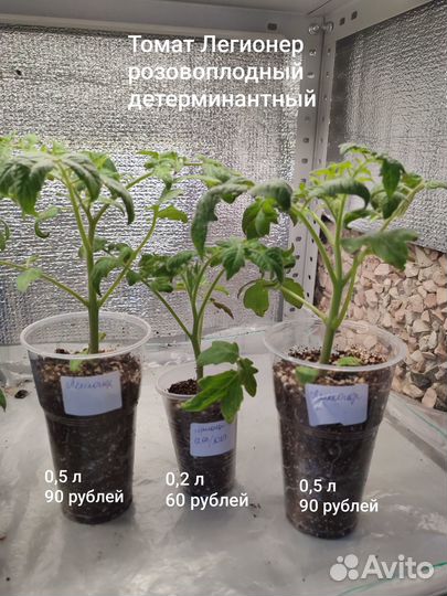 Рассада томатов, помидор, рассада овощей