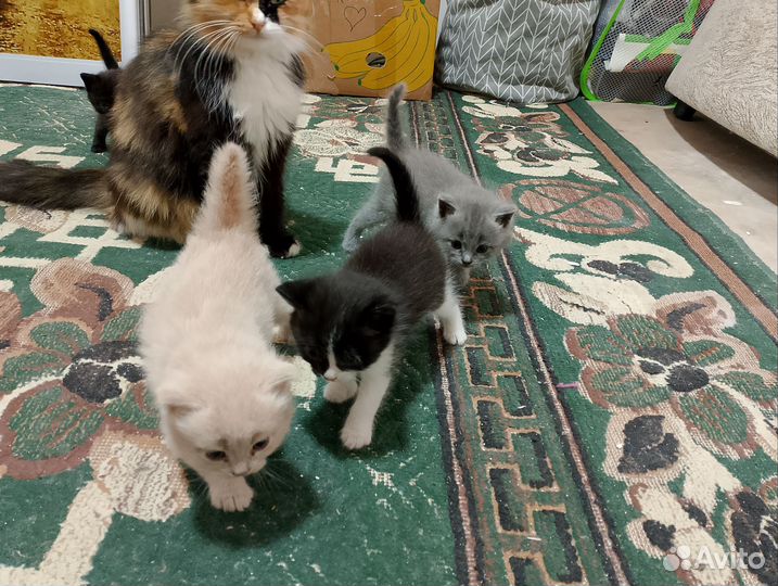Котята в добрые руки