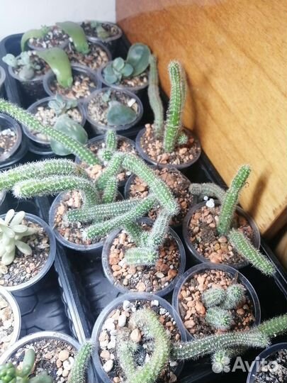Кактусы (детки)