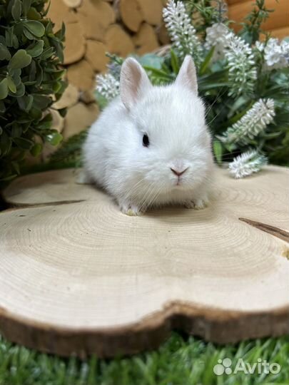 Карликовый кролик породы Гермелин из питомника