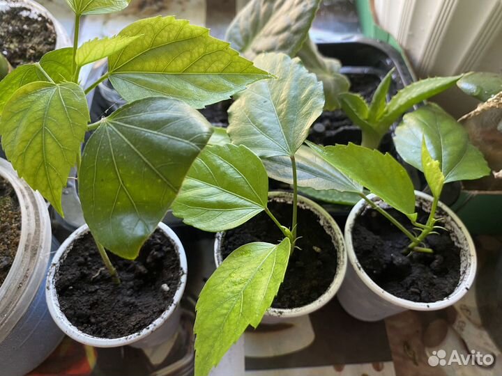 Гибискус Double Peach желто-персиковый махровый