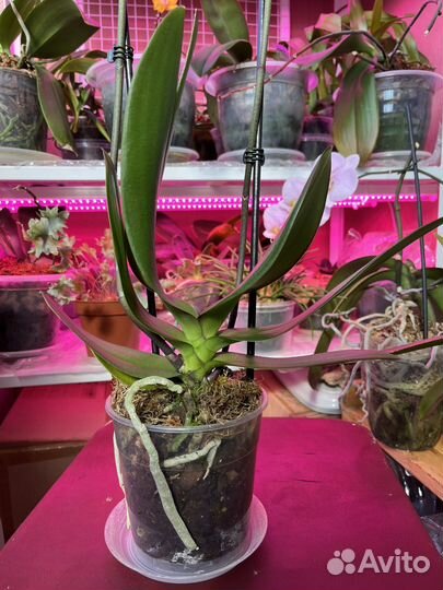 Персиковый биглип