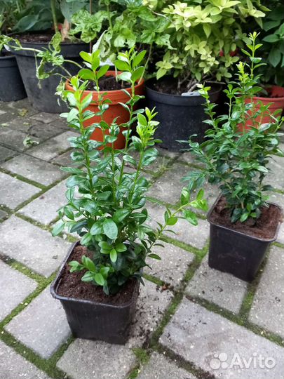 Самшит буксус