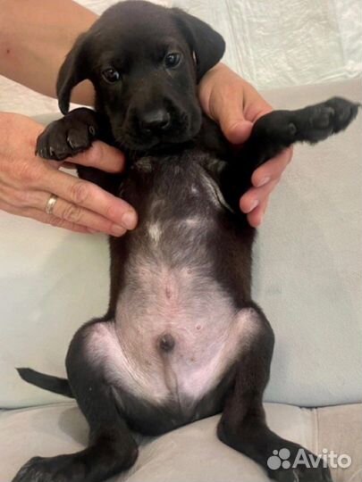 Щенок метис. Собаки приют лазаревское