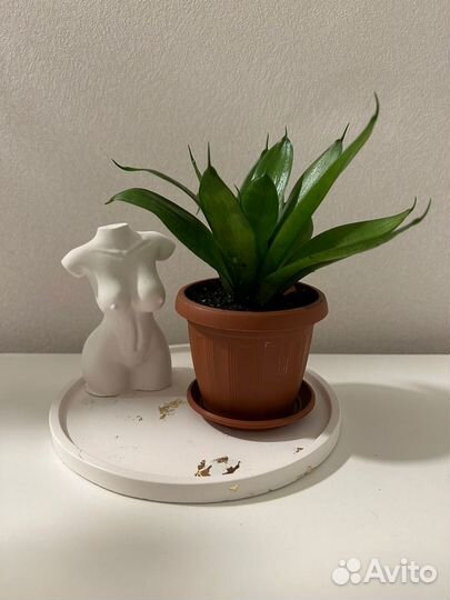 Подарк набор из гипса