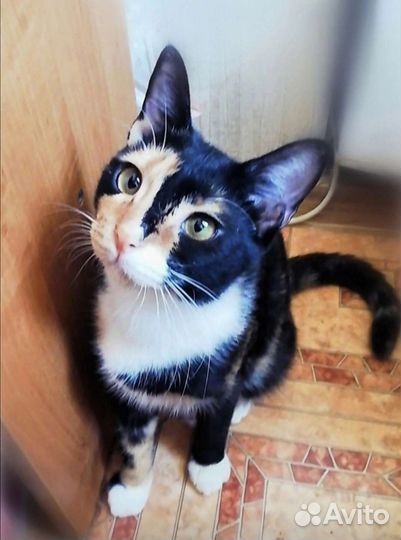 Басти трехцветная кошка подросток