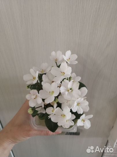 Детки фиалок