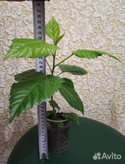 Гибискус махровый (китайская роза)