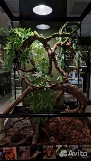 Комплект для хамелеона