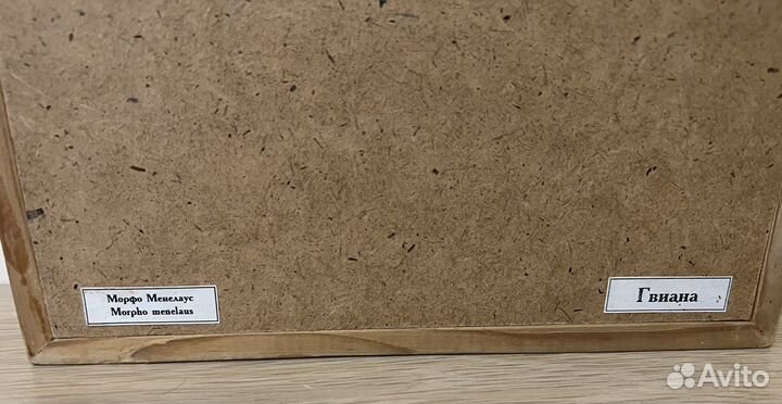 Бабочка Морфо Менелаус