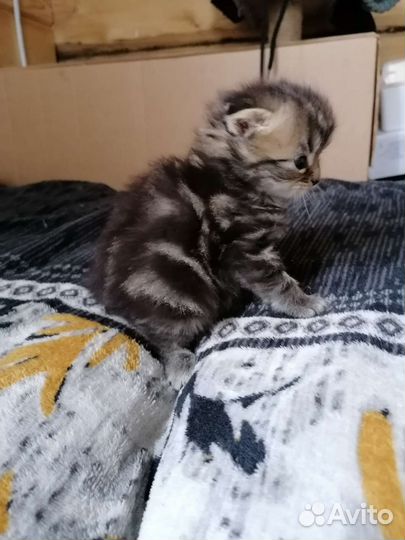 Котята