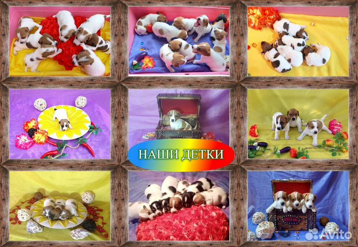 Вязка джек рассел терьер, кобель