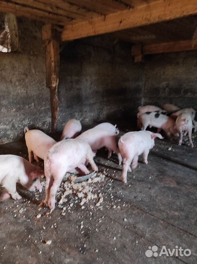 Поросята