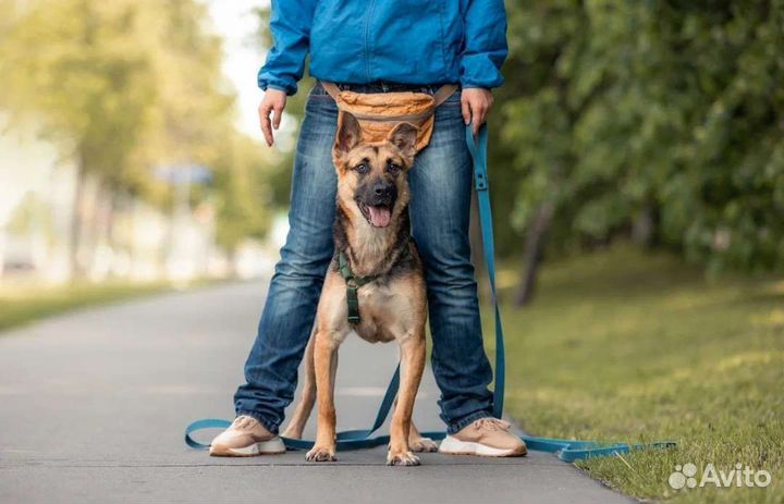 Щенок метис овчарки в добрые руки