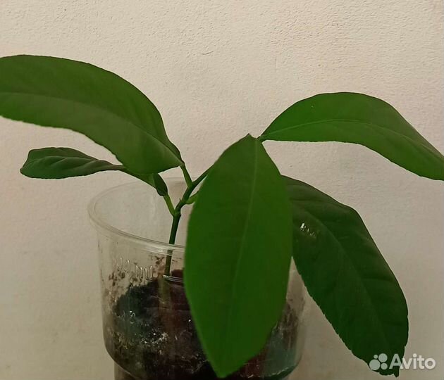 Павловский