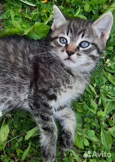 Милые котята ищут своих хозяев