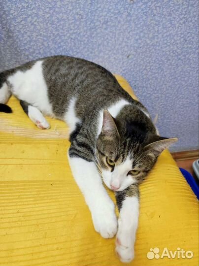 Котик